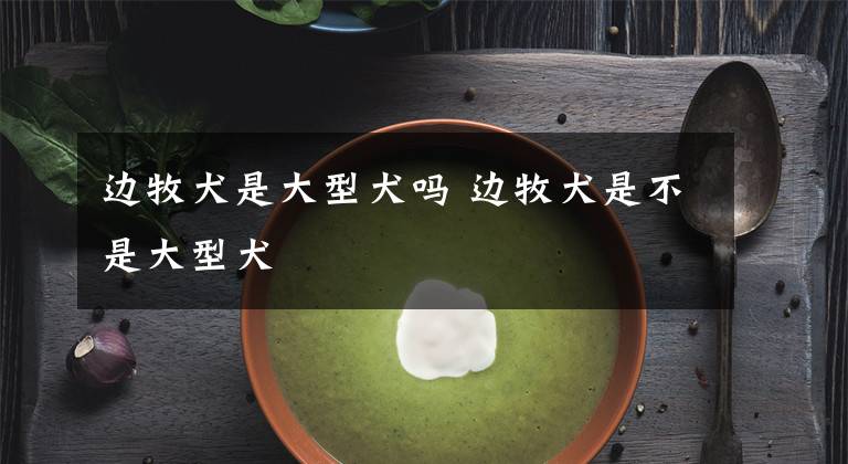 边牧犬是大型犬吗 边牧犬是不是大型犬