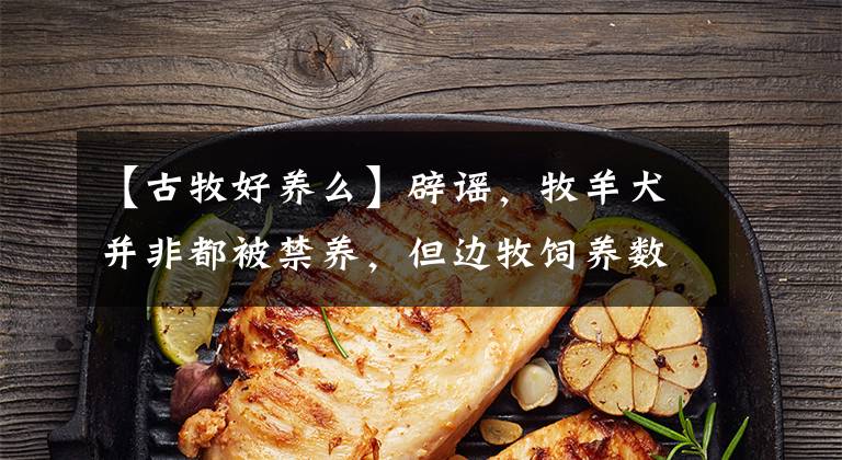 【古牧好养么】辟谣,牧羊犬并非都被禁养,但边牧饲养数量减少,离不开三点原因