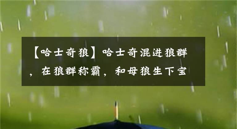 【哈士奇狼】哈士奇混进狼群，在狼群称霸，和母狼生下宝宝，生的是狼还是狗