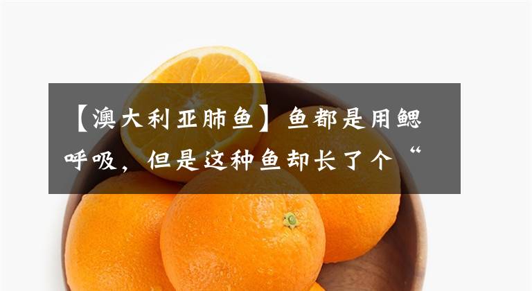 【澳大利亚肺鱼】鱼都是用鳃呼吸，但是这种鱼却长了个“肺”，离开水也能活5年