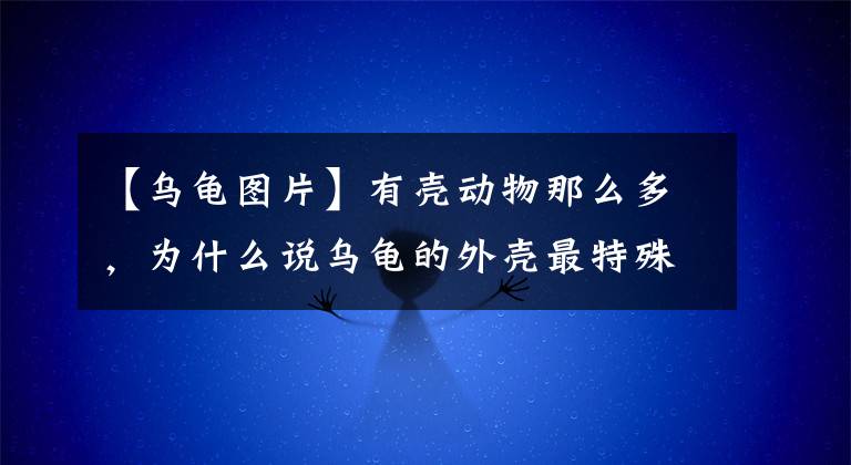 【乌龟图片】有壳动物那么多，为什么说乌龟的外壳最特殊，最折磨科学家？