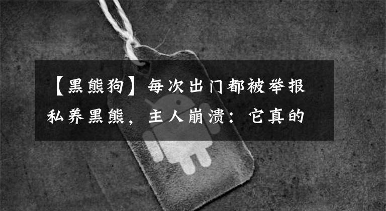 【黑熊狗】每次出门都被举报私养黑熊,主人崩溃:它真的是狗…