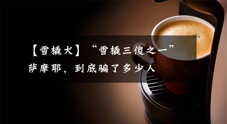 【雪橇犬】“雪橇三傻之一”萨摩耶,到底骗了多少人