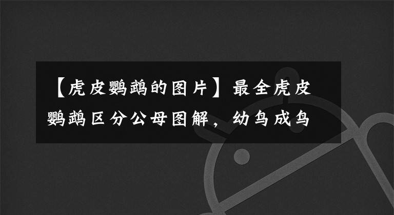 【虎皮鹦鹉的图片】最全虎皮鹦鹉区分公母图解,幼鸟成鸟一看便知,收藏,买鸟不求人