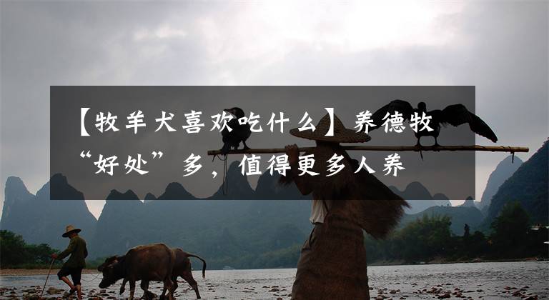 【牧羊犬喜欢吃什么】养德牧“好处”多，值得更多人养