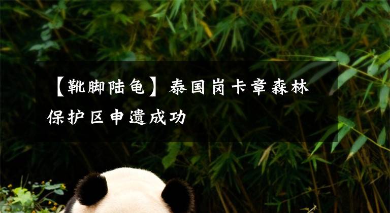【靴脚陆龟】泰国岗卡章森林保护区申遗成功