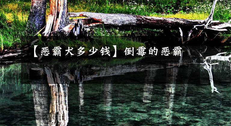 【恶霸犬多少钱】倒霉的恶霸