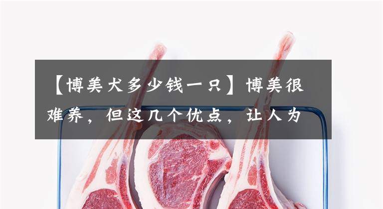 【博美犬多少钱一只】博美很难养，但这几个优点，让人为它痴为它狂