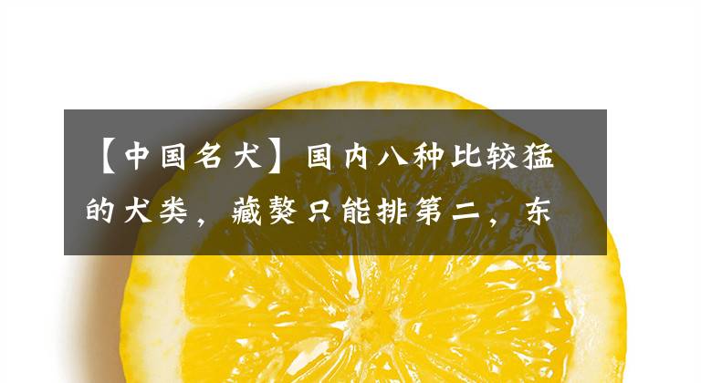 【中国名犬】国内八种比较猛的犬类,藏獒只能排第二,东北狼青第四