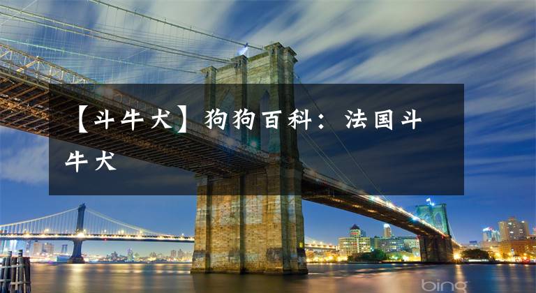 【斗牛犬】狗狗百科：法国斗牛犬