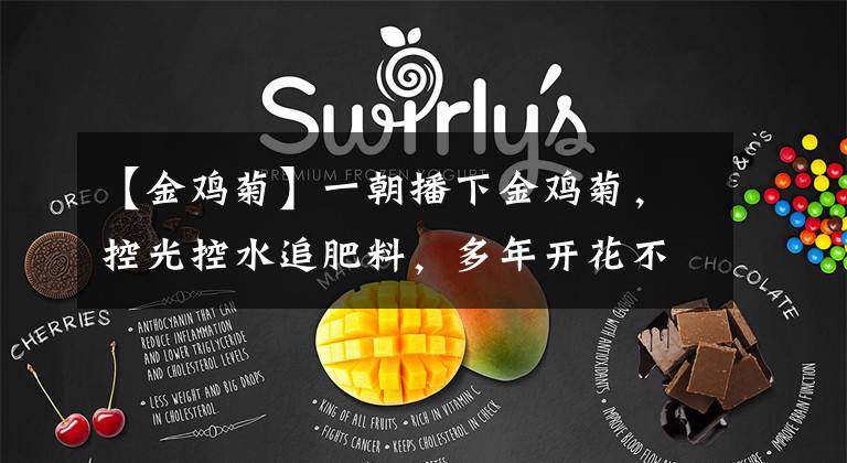 【金鸡菊】一朝播下金鸡菊，控光控水追肥料，多年开花不断绝！