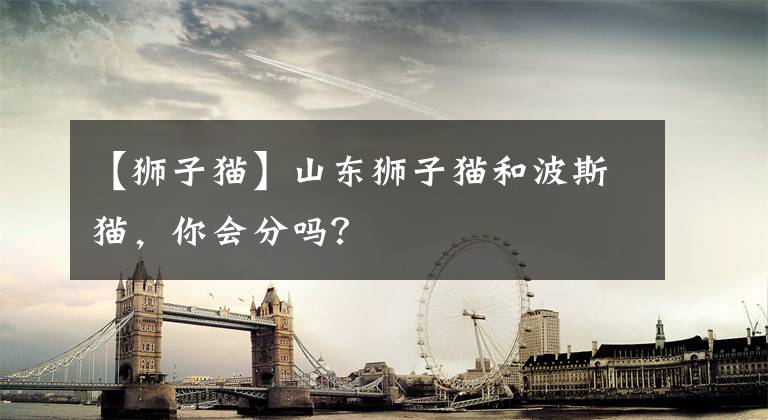 【狮子猫】山东狮子猫和波斯猫，你会分吗？