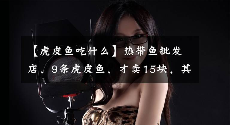 【虎皮鱼吃什么】热带鱼批发店,9条虎皮鱼,才卖15块,其它观赏鱼还有很多