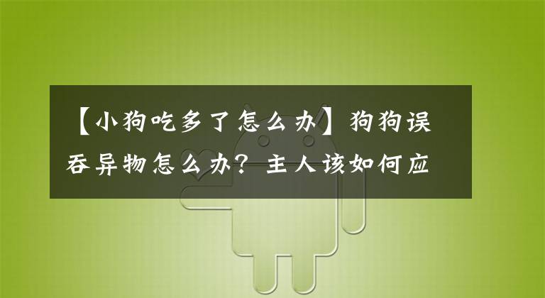 【小狗吃多了怎么办】狗狗误吞异物怎么办？主人该如何应急处理？注意这3点可救它的命