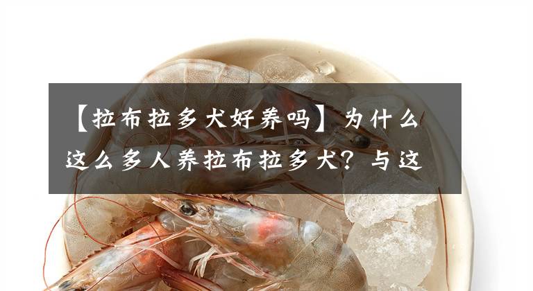 【拉布拉多犬好养吗】为什么这么多人养拉布拉多犬？与这6个原因分不开
