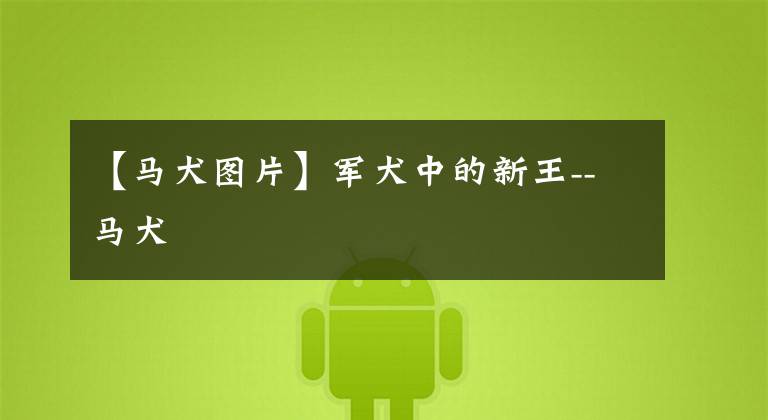 【马犬图片】军犬中的新王--马犬