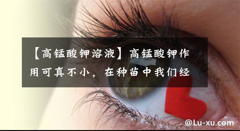 【高锰酸钾溶液】高锰酸钾作用可真不小,在种苗中我们经常能够用到