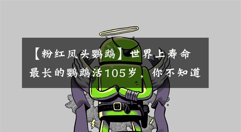 【粉红凤头鹦鹉】世界上寿命最长的鹦鹉活105岁，你不知道你家鹦鹉寿命多少岁？收藏