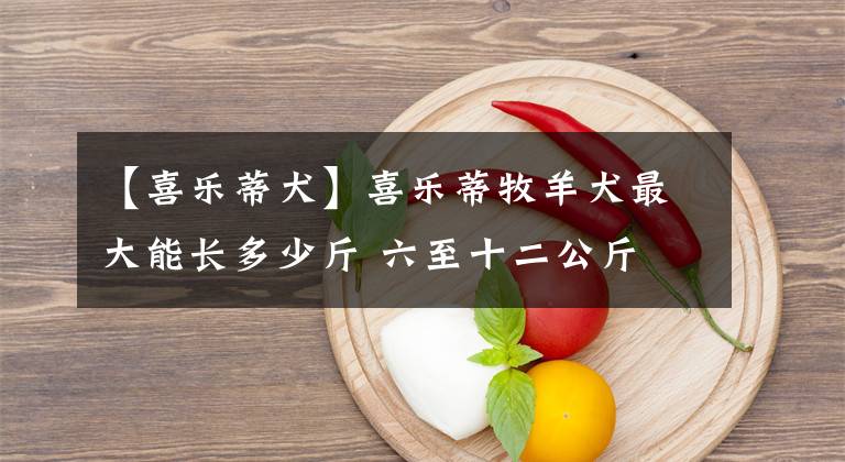 【喜乐蒂犬】喜乐蒂牧羊犬最大能长多少斤 六至十二公斤