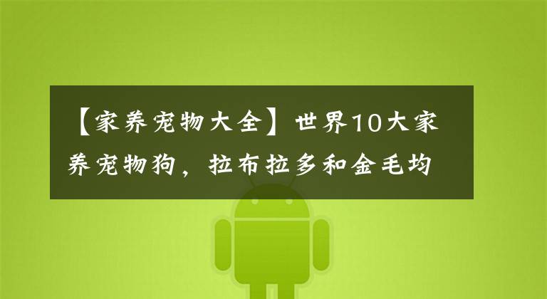 【家养宠物大全】世界10大家养宠物狗,拉布拉多和金毛均上榜,你家养了哪种?