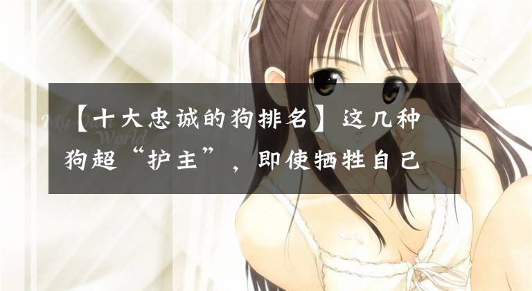 【十大忠诚的狗排名】这几种狗超“护主”，即使牺牲自己生命也不在乎