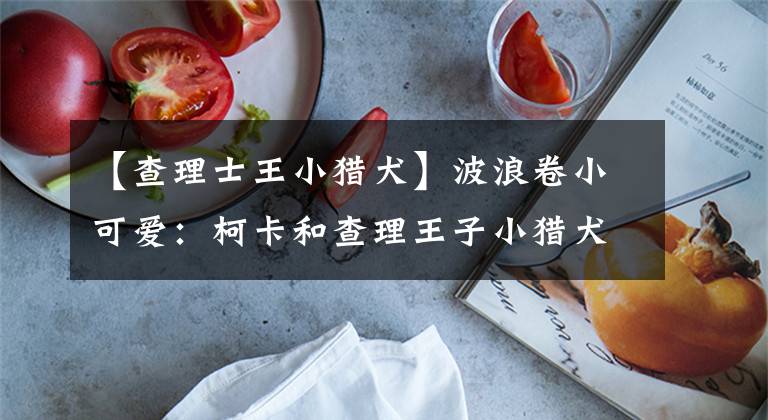 【查理士王小猎犬】波浪卷小可爱:柯卡和查理王子小猎犬,史宾格有哪些不同?