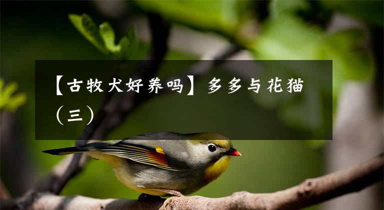 【古牧犬好养吗】多多与花猫(三)