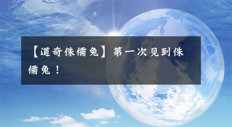 【道奇侏儒兔】第一次见到侏儒兔！