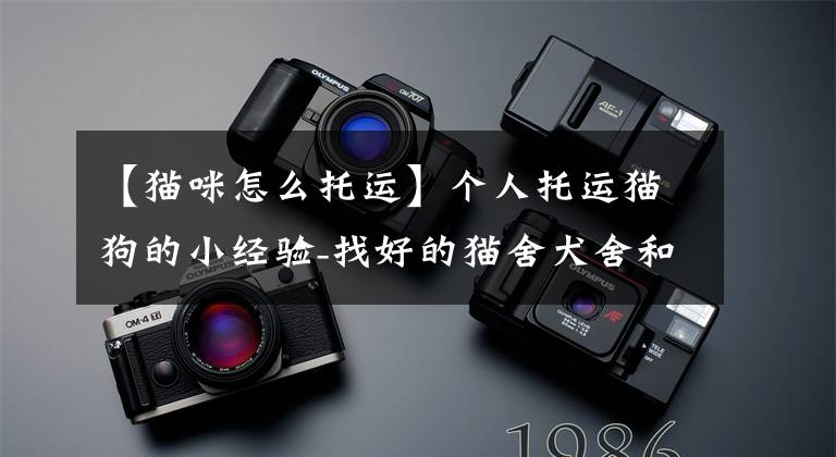 【猫咪怎么托运】个人托运猫狗的小经验-找好的猫舍犬舍和猫狗赛参与者