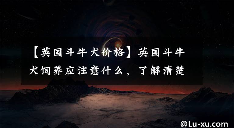 【英国斗牛犬价格】英国斗牛犬饲养应注意什么,了解清楚避免犯错