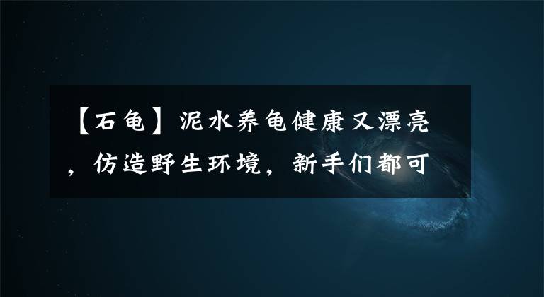 【石龟】泥水养龟健康又漂亮，仿造野生环境，新手们都可以试试