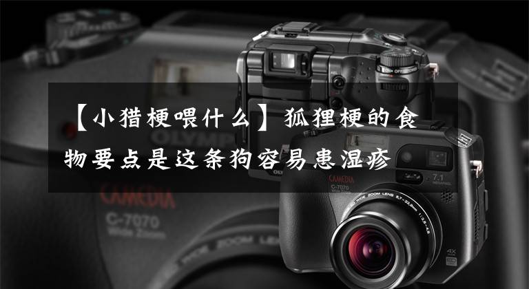 【小猎梗喂什么】狐狸梗的食物要点是这条狗容易患湿疹