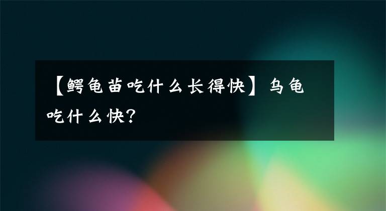【鳄龟苗吃什么长得快】乌龟吃什么快？
