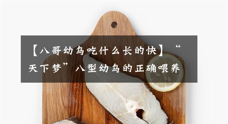 【八哥幼鸟吃什么长的快】“天下梦”八型幼鸟的正确喂养和事前训练。