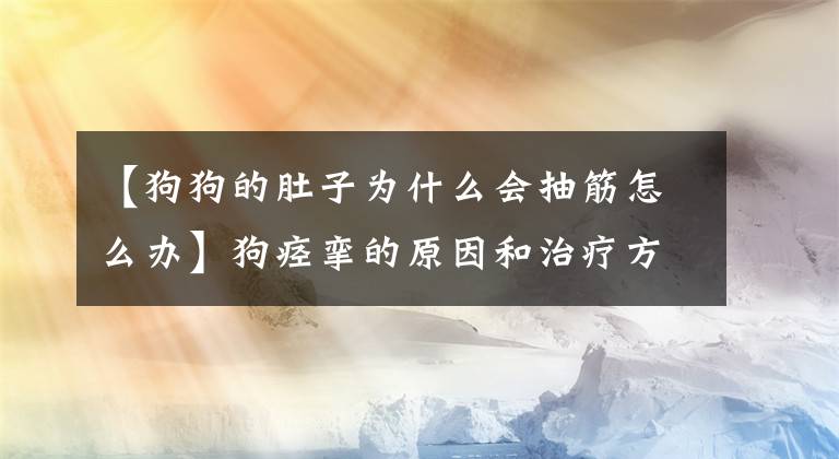 【狗狗的肚子为什么会抽筋怎么办】狗痉挛的原因和治疗方法是什么?