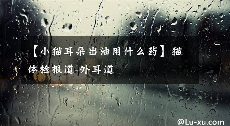【小猫耳朵出油用什么药】猫体检报道-外耳道
