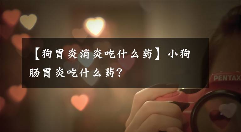 【狗胃炎消炎吃什么药】小狗肠胃炎吃什么药？