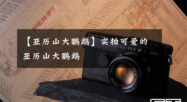 【亚历山大鹦鹉】实拍可爱的亚历山大鹦鹉