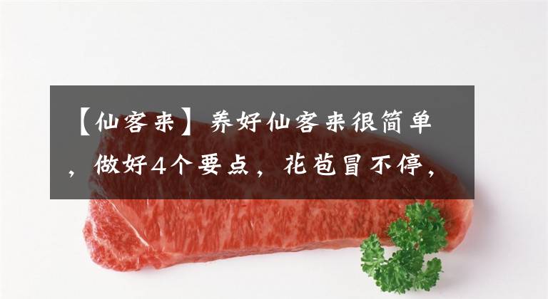 【仙客来】养好仙客来很简单，做好4个要点，花苞冒不停，越养越旺家