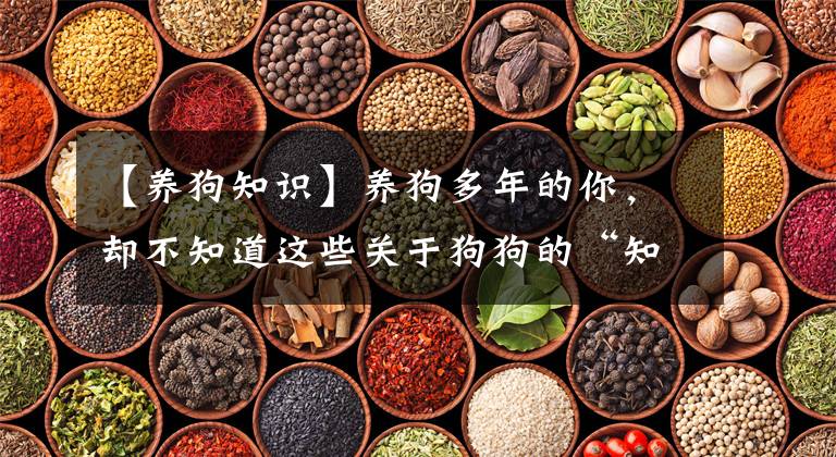 【养狗知识】养狗多年的你,却不知道这些关于狗狗的“知识”?