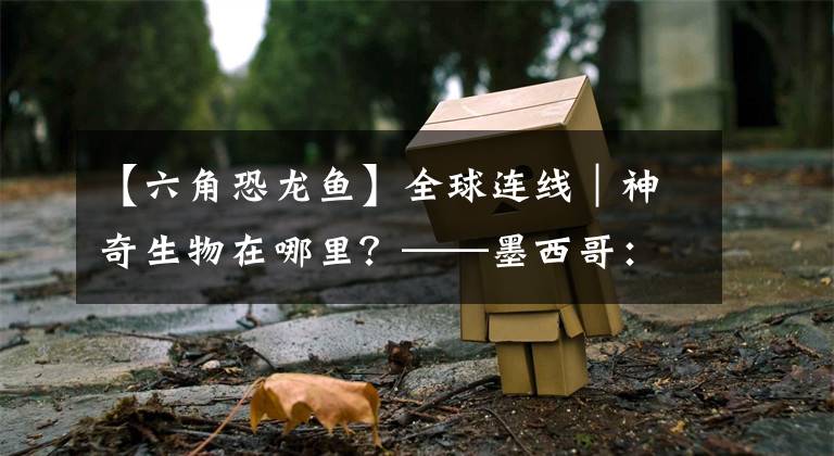 【六角恐龙鱼】全球连线|神奇生物在哪里?——墨西哥:美西螈