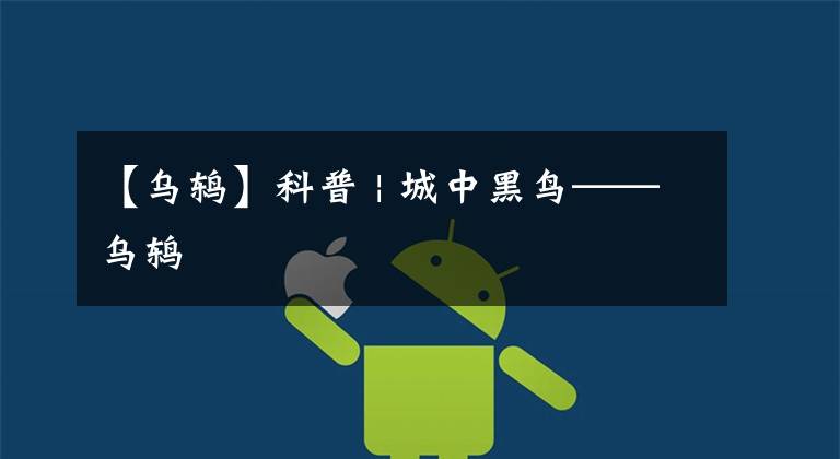 【乌鸫】科普 | 城中黑鸟——乌鸫