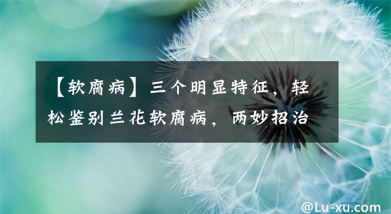 【软腐病】三个明显特征,轻松鉴别兰花软腐病,两妙招治疗简单有效