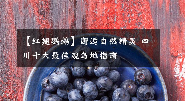 【红翅鹦鹉】邂逅自然精灵 四川十大最佳观鸟地指南