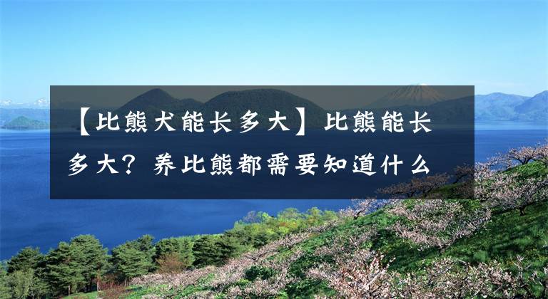 【比熊犬能长多大】比熊能长多大？养比熊都需要知道什么呢？想要好比熊的请收藏