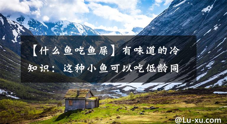 【什么鱼吃鱼屎】有味道的冷知识:这种小鱼可以吃低龄同类的粪便来延长寿命的