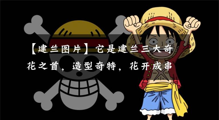 【建兰图片】它是建兰三大奇花之首,造型奇特,花开成串,一开就是大半年