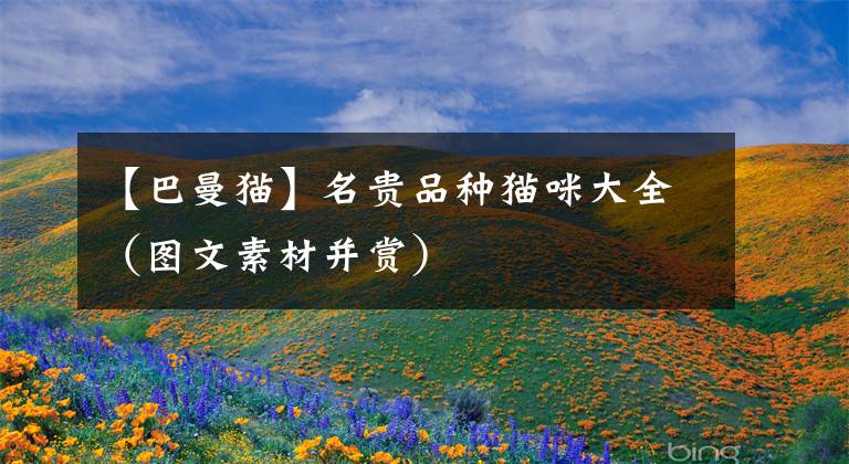 【巴曼猫】名贵品种猫咪大全(图文素材并赏)