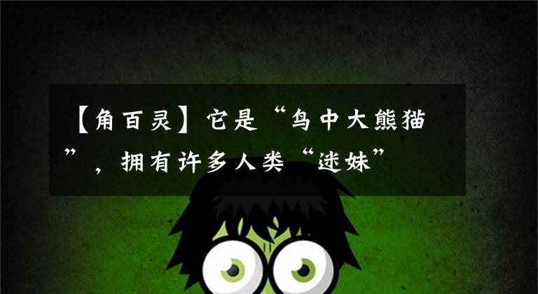 【角百灵】它是“鸟中大熊猫”,拥有许多人类“迷妹”