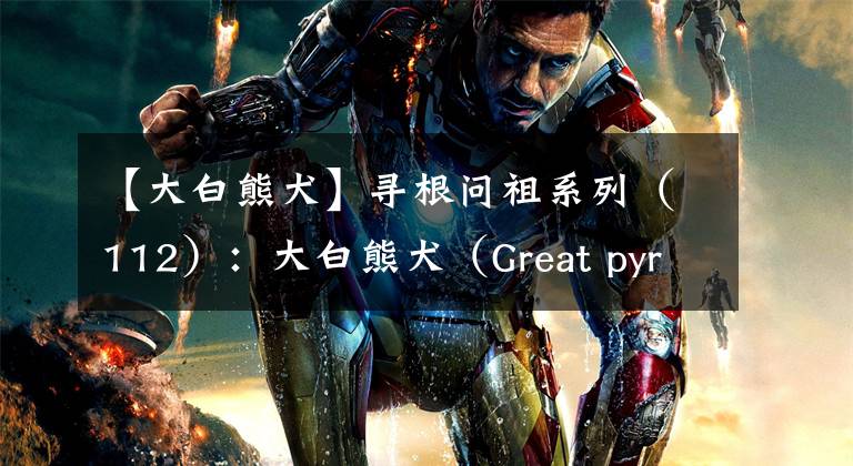 【大白熊犬】寻根问祖系列(112):大白熊犬(Great pyrenees)
